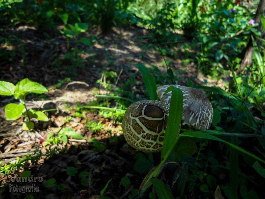 Pousada Passaredo Montanha Ibiúna Buitenkant foto